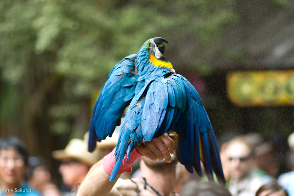 Blue and Gold Macaw and His Owner