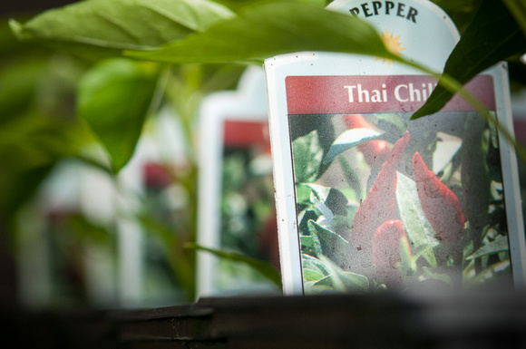 Thai Chili Pepper