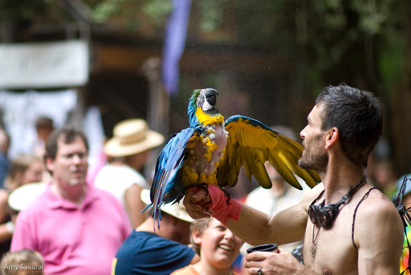 Blue and Gold Macaw and His Owner