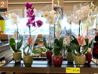 Orchids