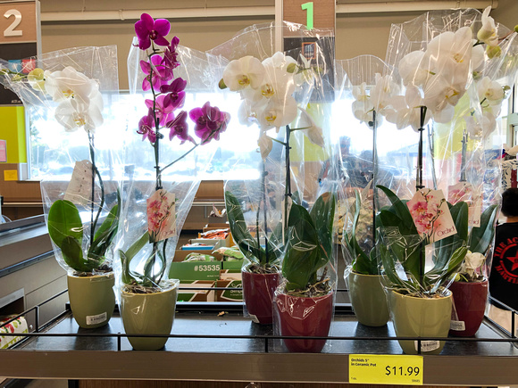 Orchids
