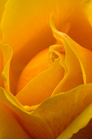 Yellow Rose (About Face)