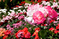 Roses